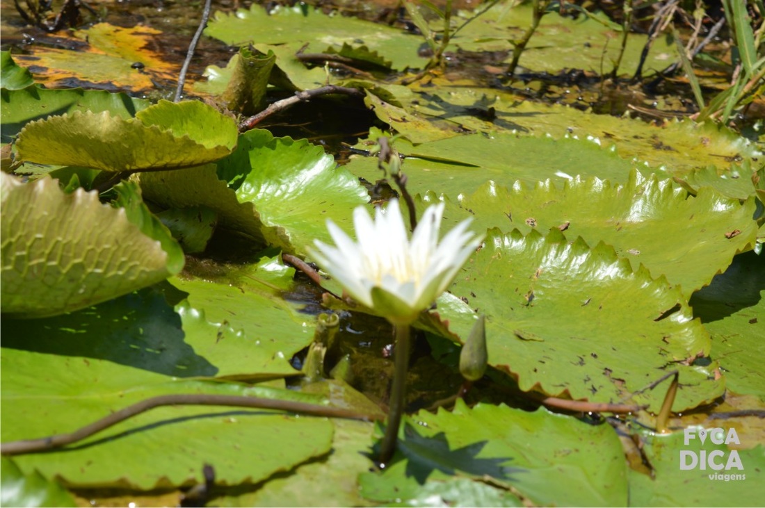 pantanal marimbus e roncador