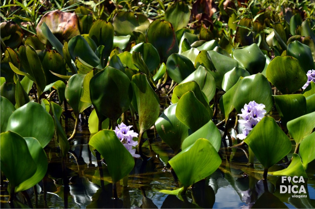 pantanal marimbus e roncador